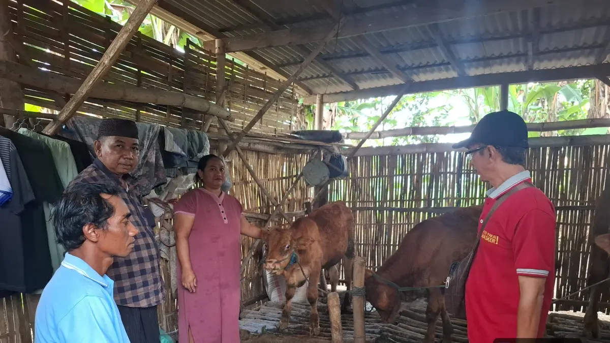 SUMBER EKONOMI: Kepala Desa Alastengah Nahrawi (berpeci) mengecek ternak Unit Usaha BUMDes Cahaya Baru Alastengah. 