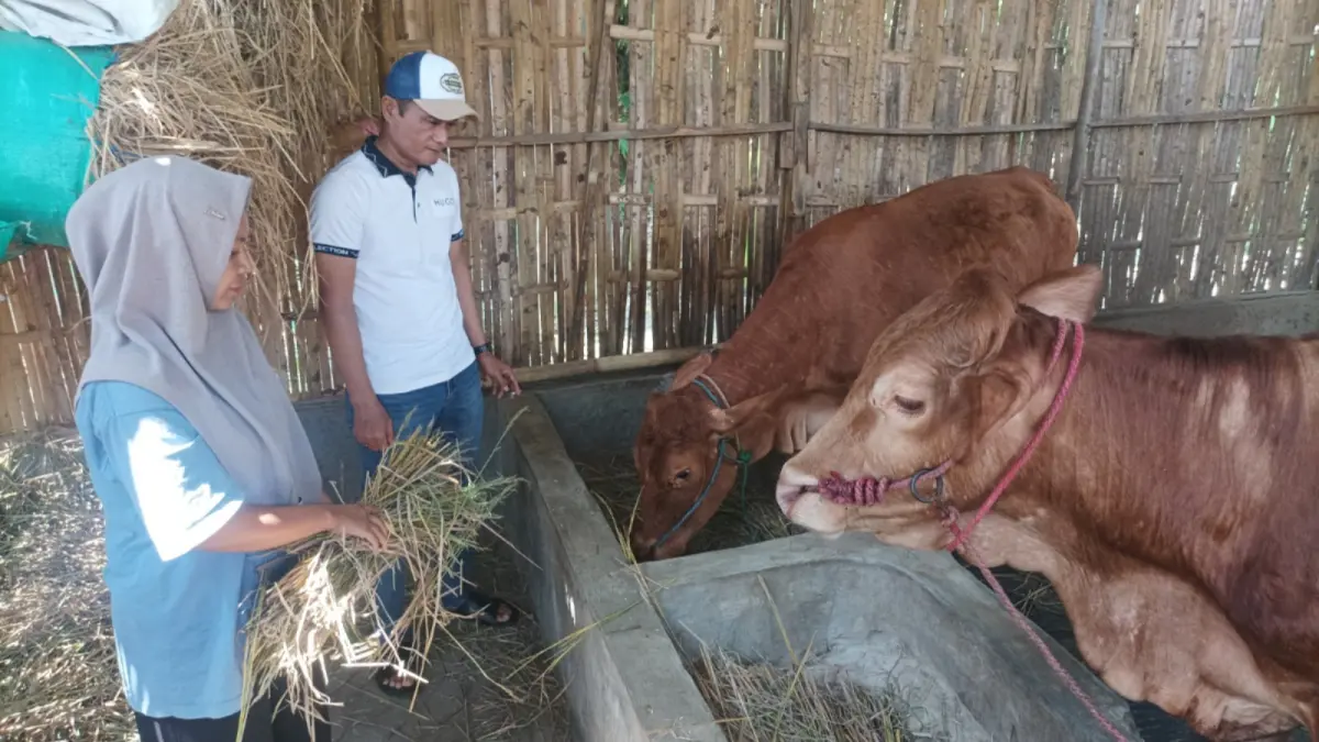 TERNAK SAPI-KAMBING: Kepala Desa Alassumur Lor Mulyono memantau unit usaha BUMDes berupa peternakan sapi dan kambing. (AGUS FAIZ MUSLEH/JAWA POS RADAR BROMO)