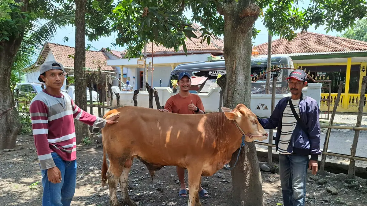 BUMDES: Salah satu sapi yang dibudi daya BUMDes Jambangan.