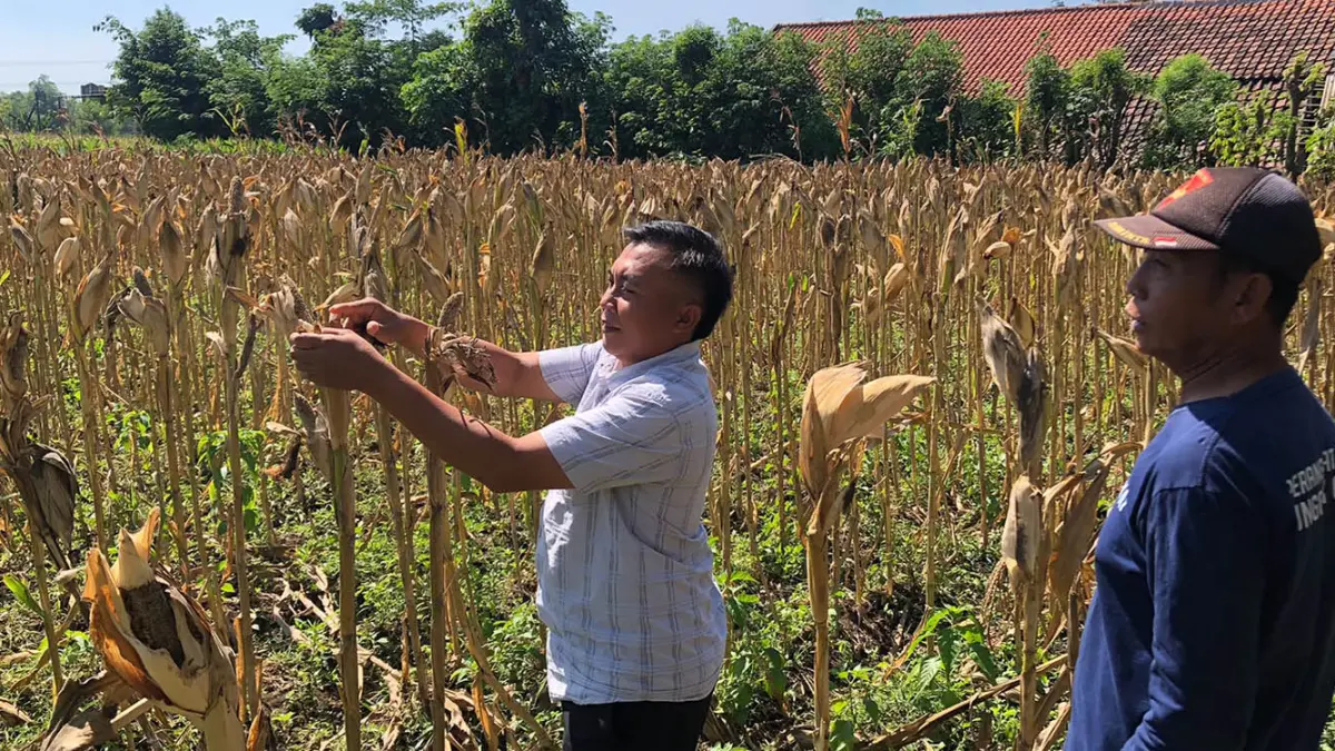 RUSAK: Kepala Desa Tunggak Cerme Musta`in menunjukkan buah jagung yang rusak karena diserang hama tikus di Desa Tunggak Cerme, Kecamatan Wonomerto, Kabupaten Probolinggo, Jumat (3/7). (Inneke Agustin/ Radar Bromo)