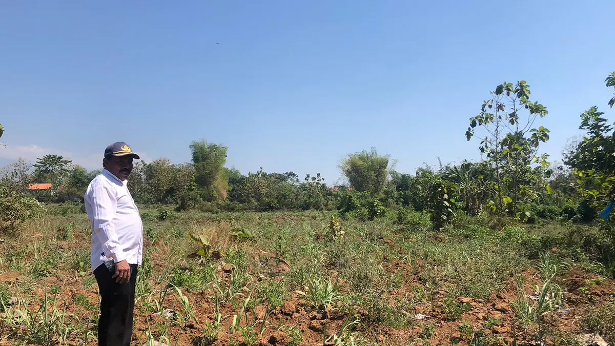 MAJU: Kaur Umum Desa Wonorejo Sarwi memantau tanaman tebu Program Bantuan Benih Tebu Unggul Nasional di Desa Wonorejo, Kecamatan Wonomerto.
