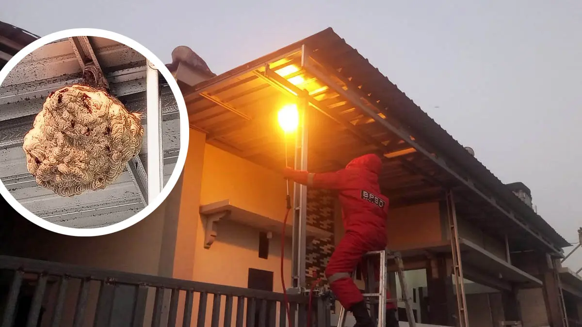 EVAKUASI: Petugas Damkar Kota Pasuruan saat berusaha untuk mengevakuasi sarang tawon vespa di salah satu rumah warga. (BPBD Kota Pasuruan for Radar Bromo)
