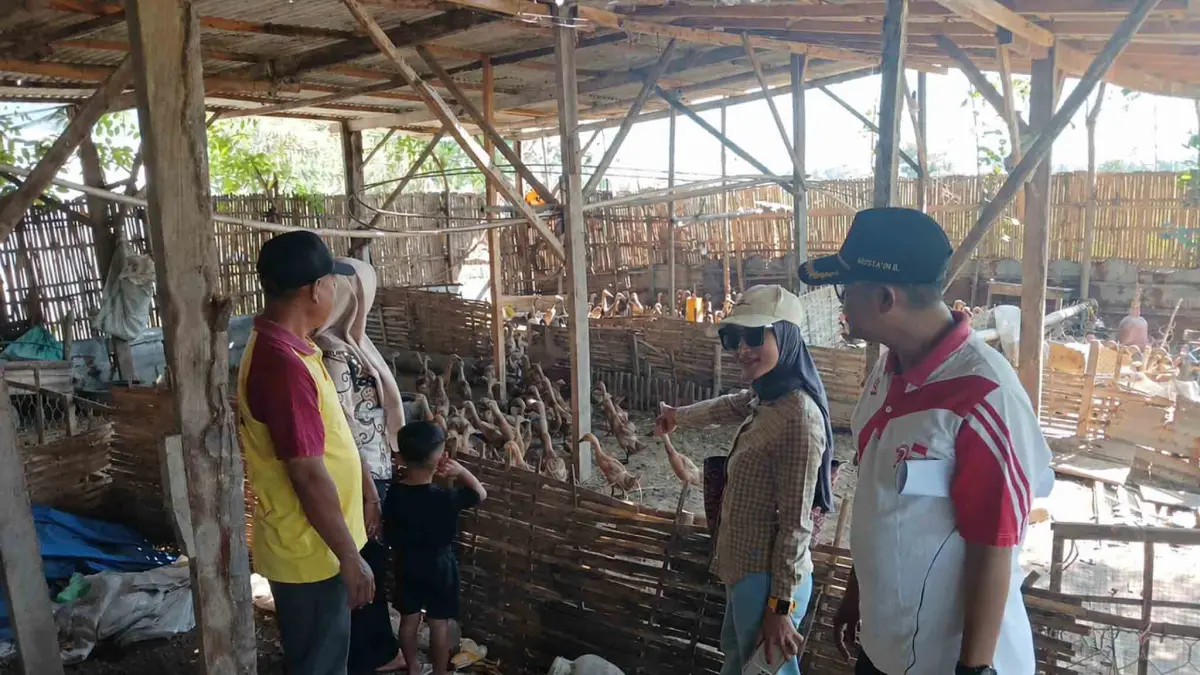 PETERNAKAN: Kepala Desa Klampokan Bahriatun Nikmah (tengah berkacamata) mengunjungi peternakan bebek petelur bersama Pemerintah Kecamatan Besuk.