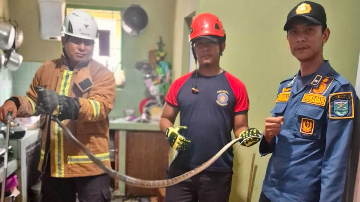 PANJANG: Petuga Damkar Kabupaten Probolinggo mengevakuasi ular kobra dari rumah warga di Desa Gebangan, Kecamatan Krejengan. (Foto: Damkar For Jawa Pos Radar Bromo)