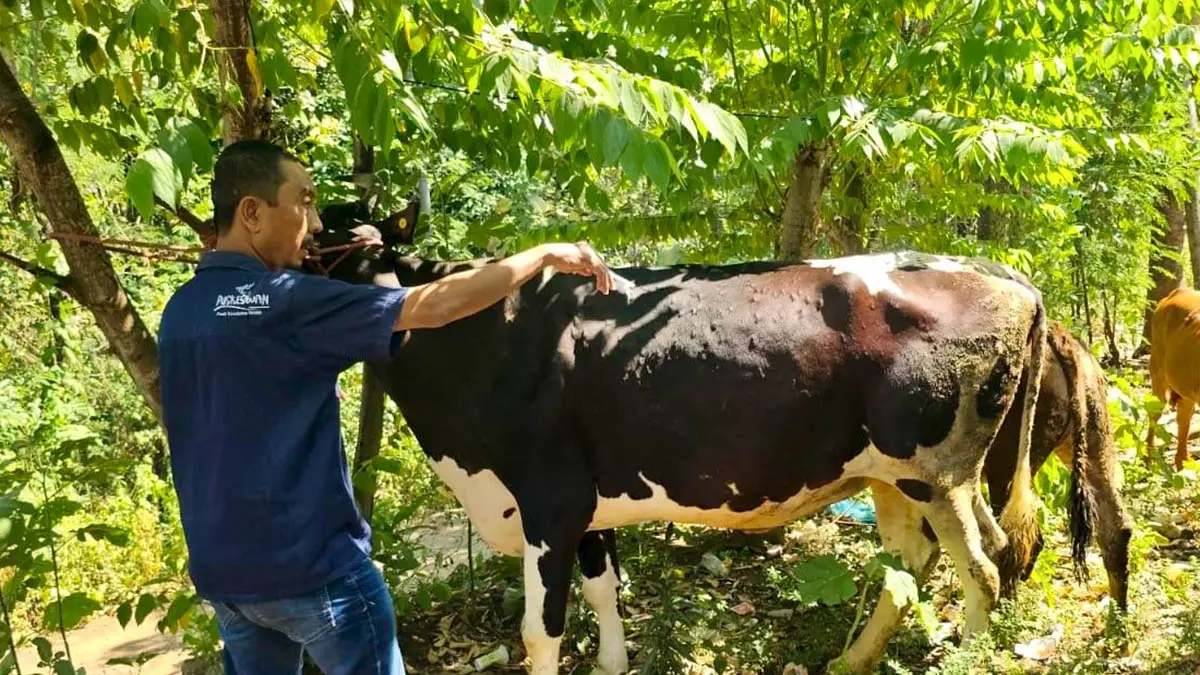 BIAR KEBAL: Petugas dinas pertanian memberikan layanan kesehatan hewan di Desa Kedawung, Kecamatan Kuripan. (Foto : Diperta for Jawa Pos Radar Bromo)