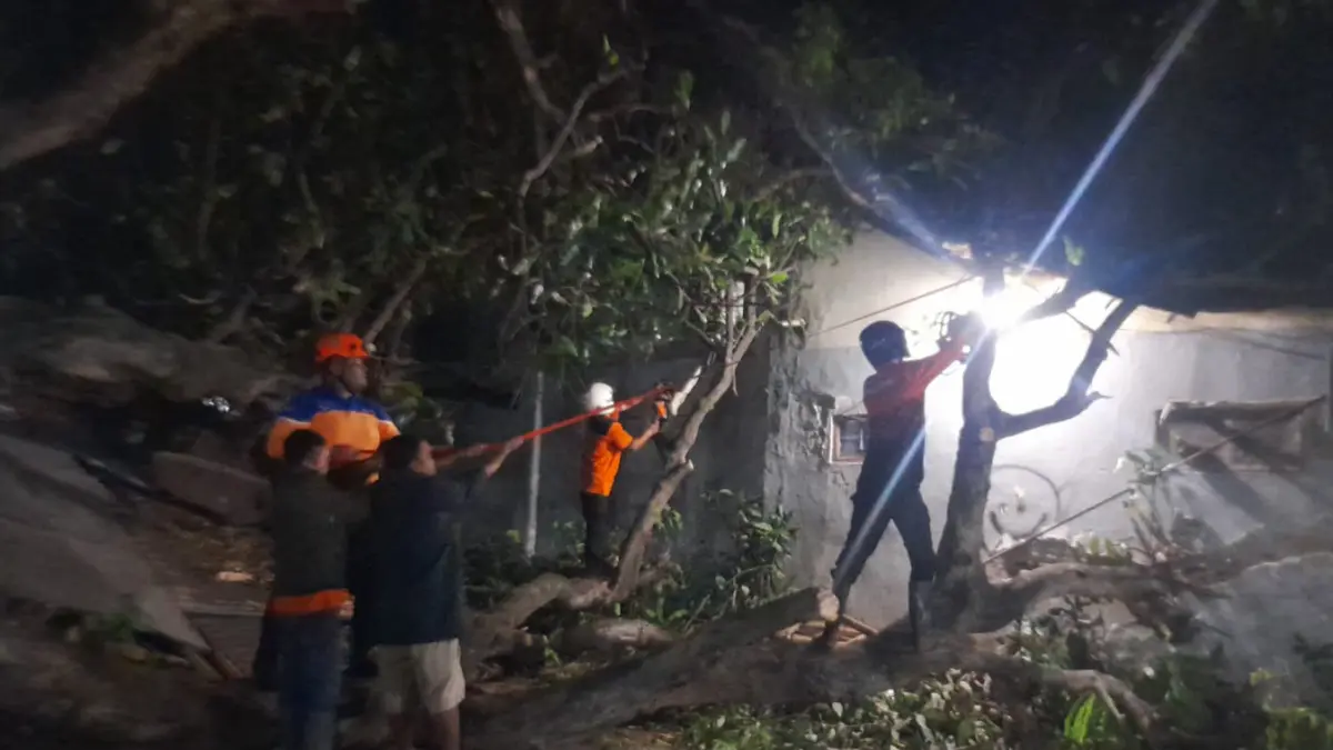 EVAKUASI: Pegawai BPBD Kota Probolinggo mengevakuasi pohon mangga tumbang di Asrama Polisi Polres Probolinggo Kota, Rabu (23/7) malam. (BPBD KOTA PROBOLINGGO FOR&nbsp;JAWA POS RADAR BROMO)
