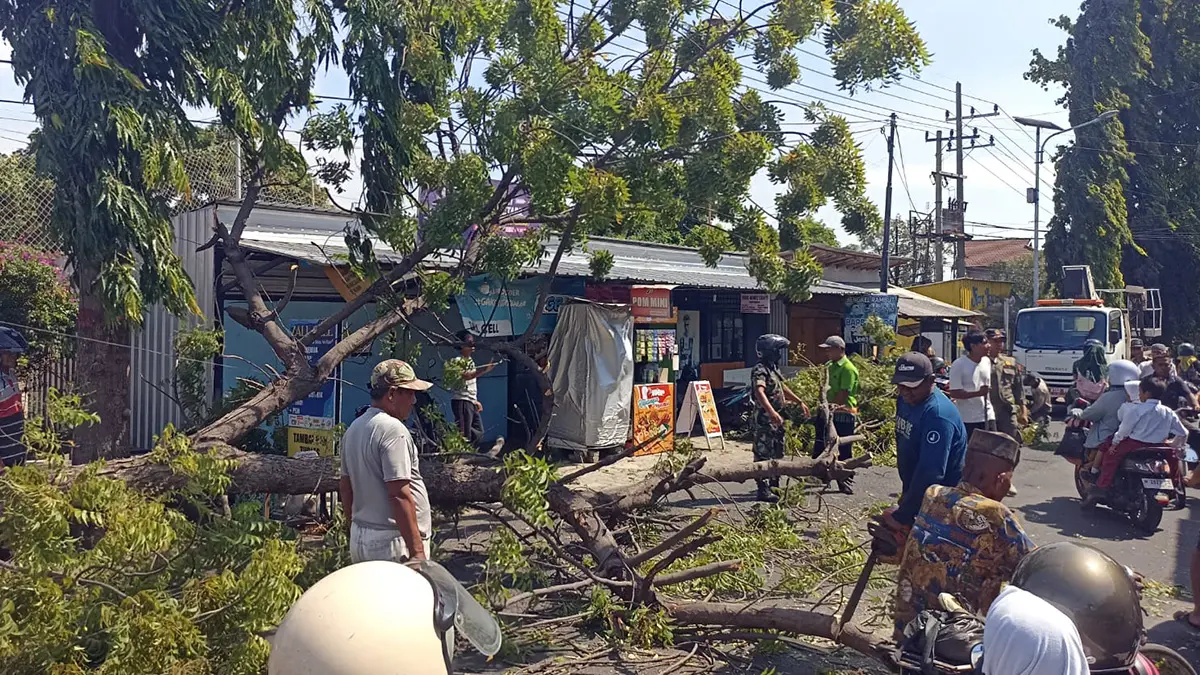 TUMBANG: Kondisi pohon tumbang di jalan Gubernur Suryo. 