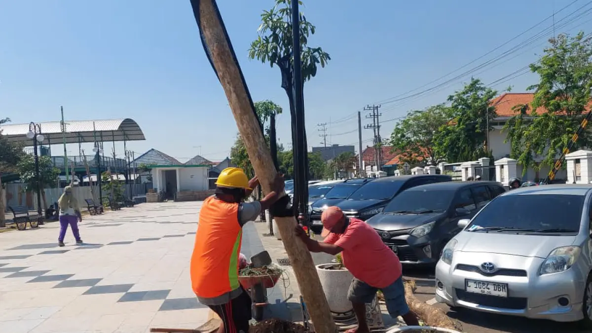 DIGANTI: Sejumlah pekerja mengganti pohon pule mati di Alun-Alun Kota Probolinggo, Minggu (26/7). (ARIF MASHUDI/JAWA POS RADAR BROMO)