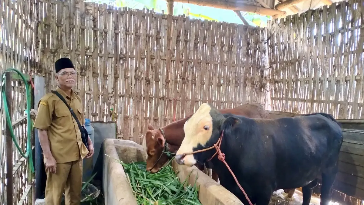 GEMUK: Kaur Umum Desa Wonogoro Garpin mengecek sapi dari unit usaha BUMDes, Desa Wonogoro. (Achmad Arianto/Jawa Pos Radar Bromo)