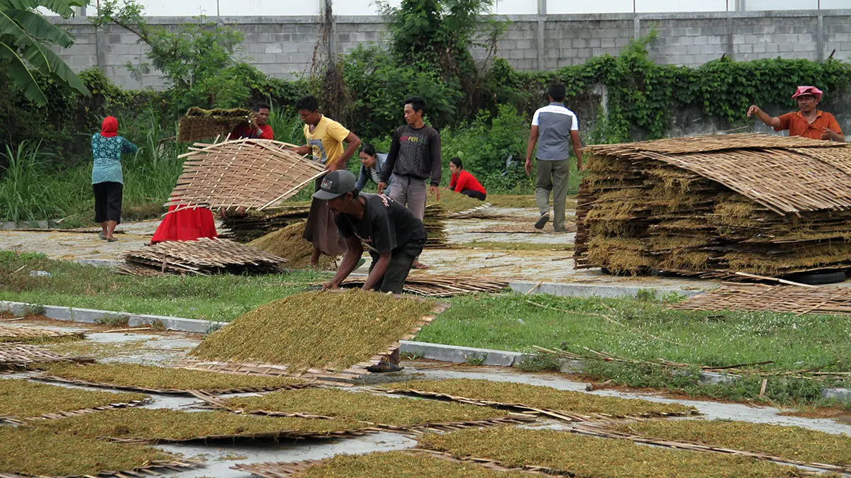 BELUM PASTI: Seorang petani tembakau warga Kraksaan, Kabupaten Probolinggo, saat menjemur tembakau hasil panen, beberapa waktu lalu. Sampai saat ini, gudang belum memastikan harga pembelian tembakau. (Agus Faiz Musleh/ Radar Bromo)
