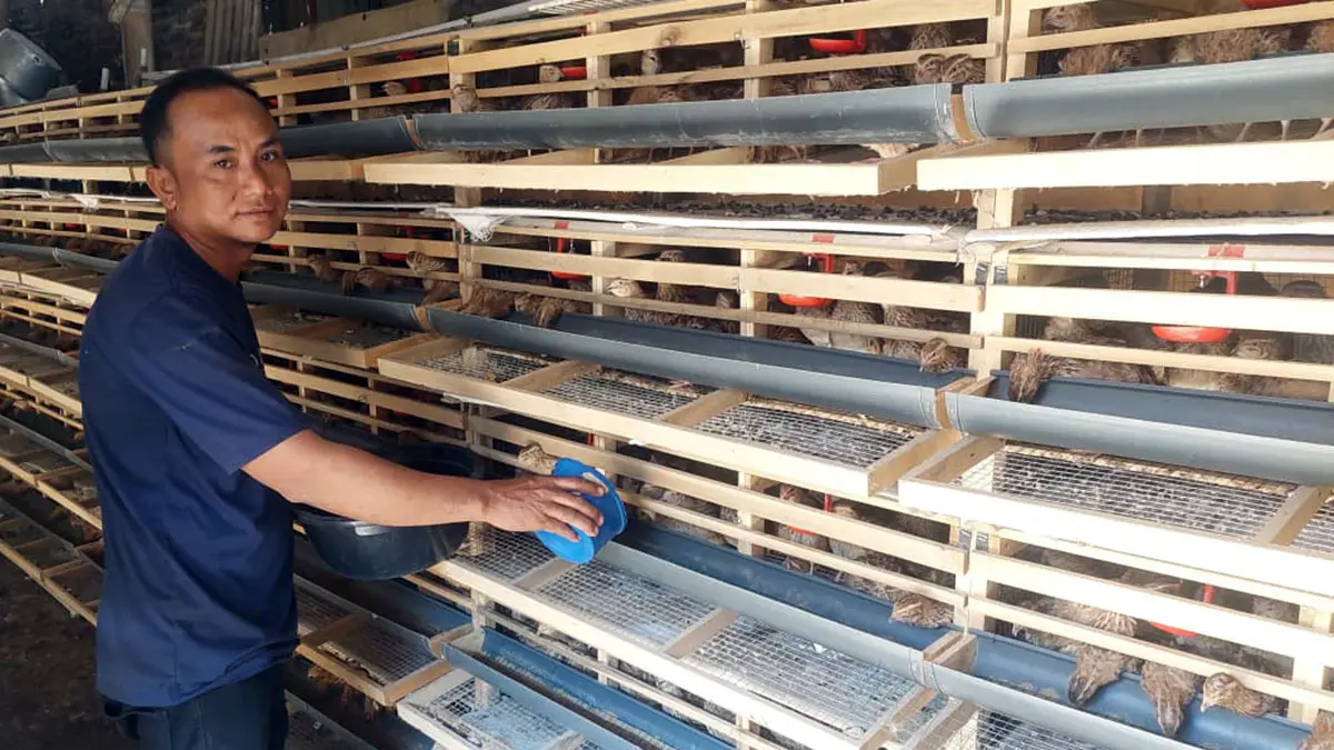 BERTAHAN: Muzammil di tengah kandang buruh puyuh, bantuan usaha yang diberikan Pemkot Probolinggo. Dia berhasil mempertahankan bantuan itu di tengah banyak penerima manfaat lain yang gagal. (Arif Mashudi/ Radar Bromo)