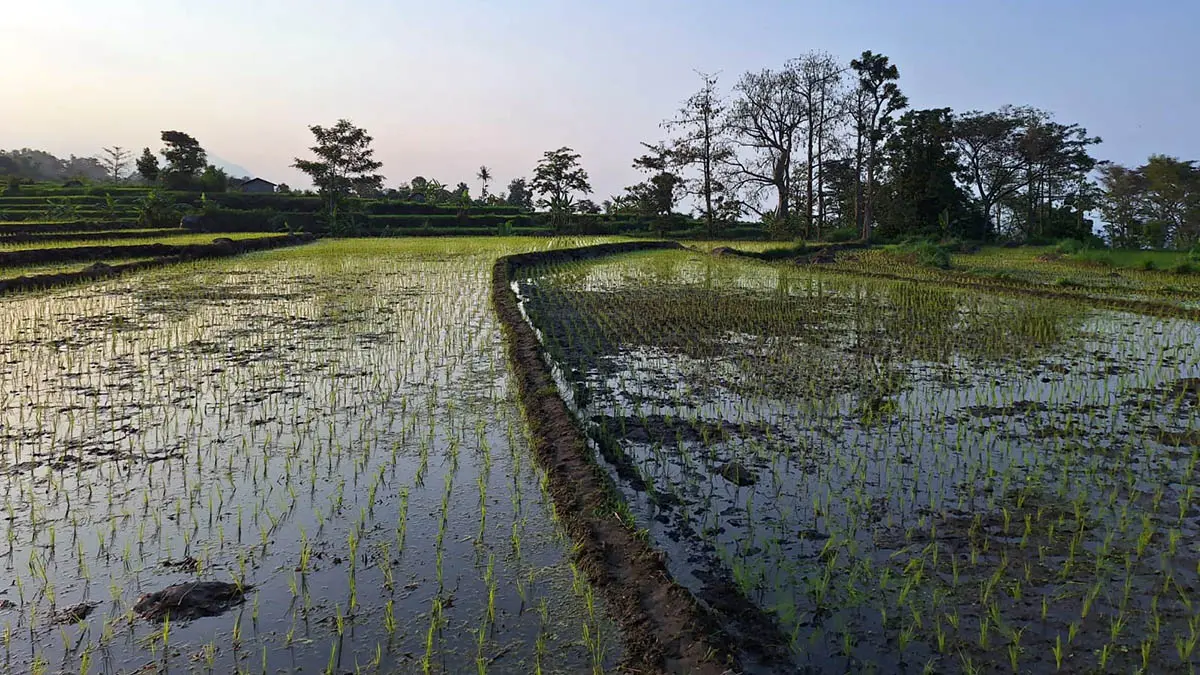 SUBUR: Hamparan sawah di wilayah Kabupaten Pasuruan. Sarana irigasi yang mumpuni dibutuhkan, untuk memastikan ketersediaan air di area persawahan tercukupi. (Muhamad Busthomi/Radar Bromo)