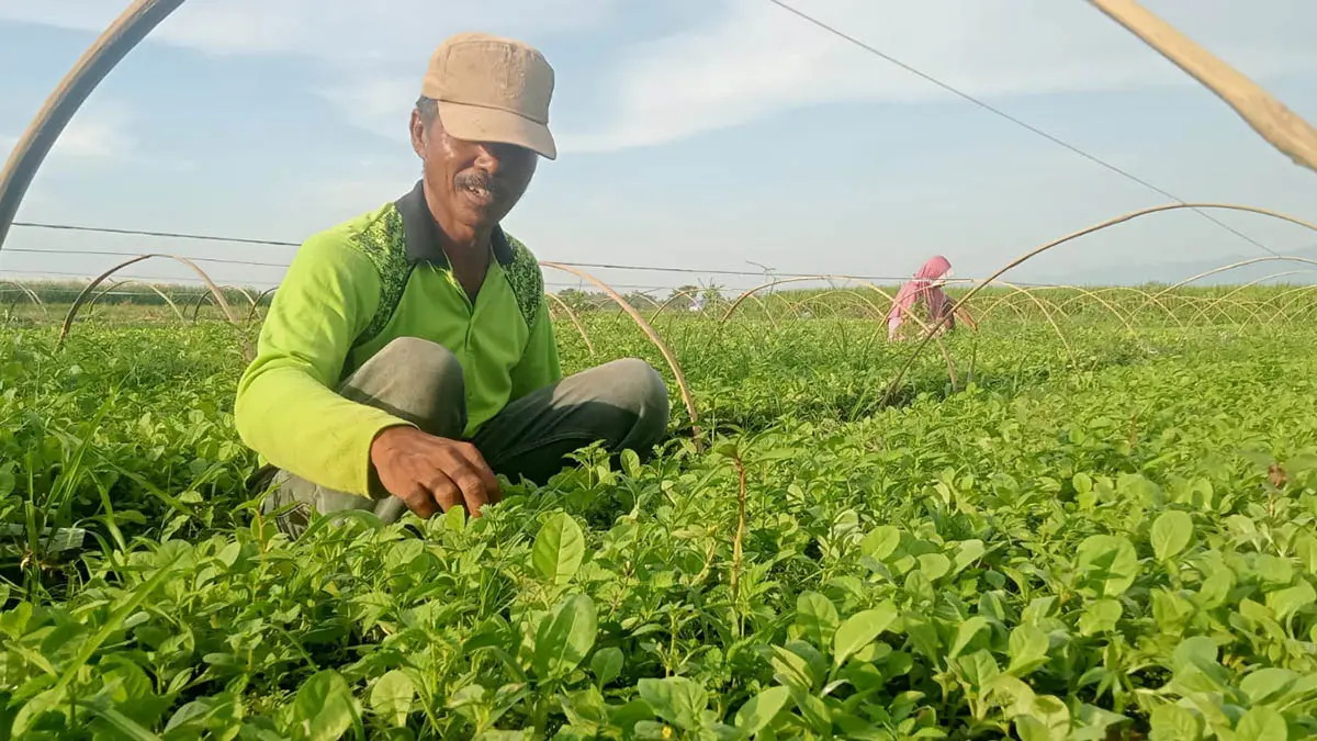 MUSIM TANAM: Petani tembakau tengah menyemai bibit tembakau di wilayah Kecamatan Krejengan. (Foto: Agus Faiz Musleh/Jawa Pos Radar Bromo)