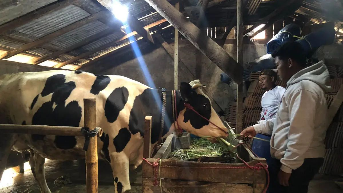 PRODUKTIF: Operator Desa Branggah Suwanda bersama Kepala Dusun Kucur I Muhammad Angga Gilang Ramadhan memantau sapi perah yang dikelola BUMDes. (INNEKE AGUSTIN/JAWA POS RADAR BROMO)