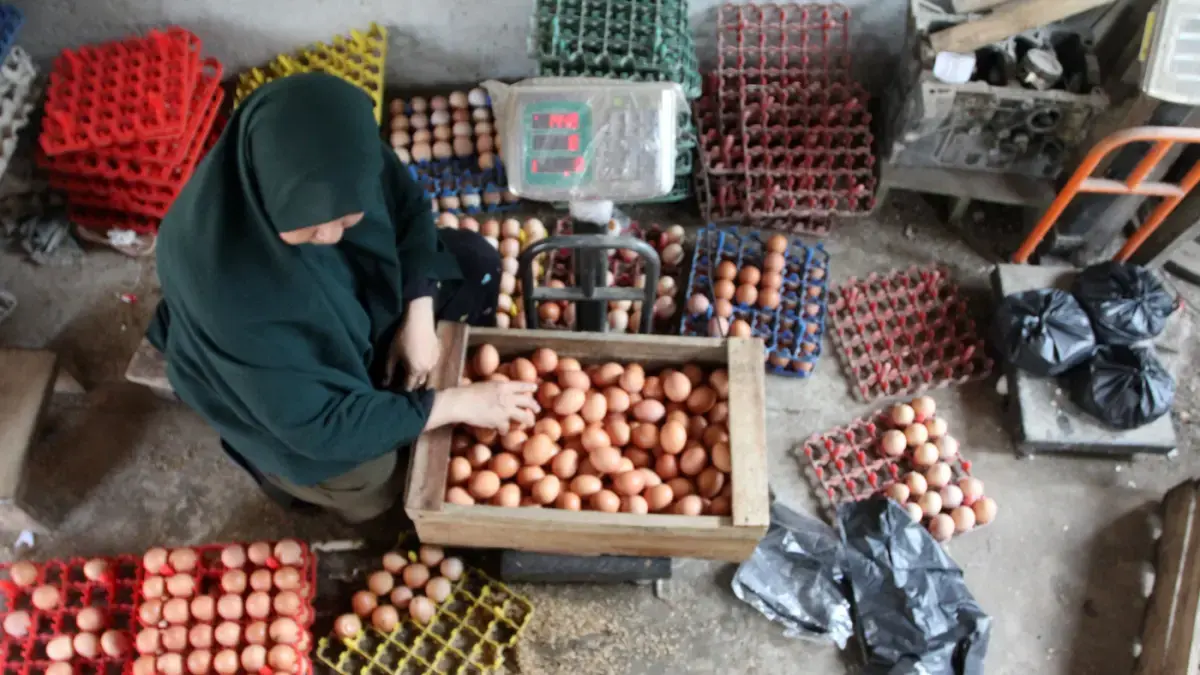 Pekerja mengambil telur dari kandang ayam petelur di kawasan Tangerang Selatan, Rabu (8/7/2026). (Dery Ridwansah/ JawaPos.com)