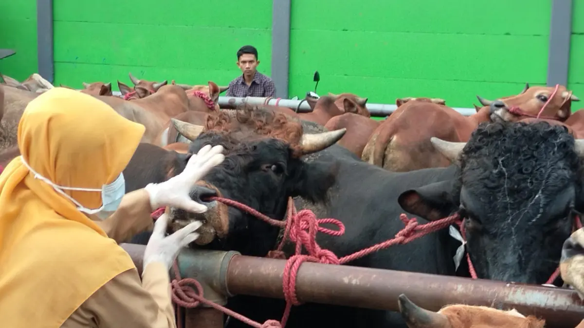 DIPERIKSA: Seorang petugas mengecek kesehatan sapi di Pasar Hewan Wonoasih, Kota Probolinggo. (ISTIMEWA)