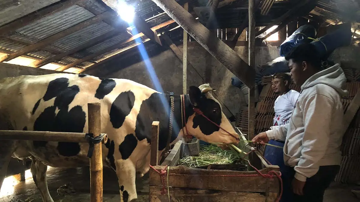 PRODUKTIF: Operator Desa Branggah Suwanda dan Kepala Dusun Kucur I Muhammad Angga Gilang Ramadhan di kandang sapi perah, Desa Branggah, Kecamatan Lumbang, Senin (3/8). (INNEKE AGUSTIN/Jawa Pos Radar Bromo)