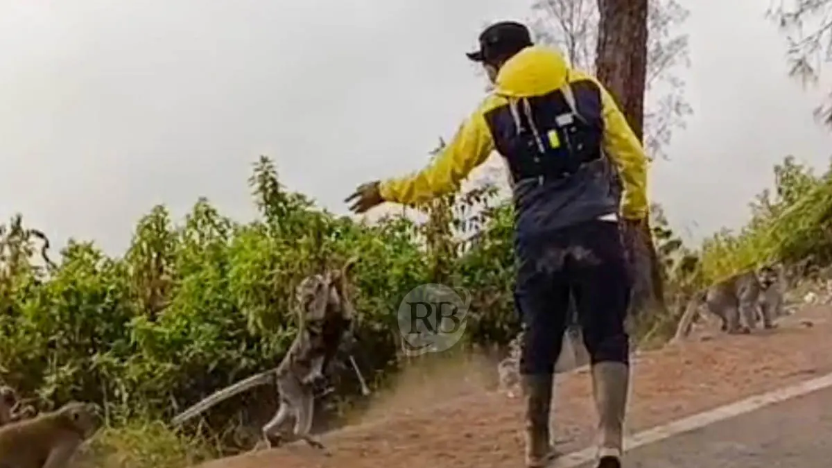 PEDULI: Jono memberikan pisang terhadap monyet di persimpangan Dingklik hingga Pelataran Pusung Dhuwur, Wonokitri. (Foto: M Zubaidillah/Jawa Pos Radar Bromo)