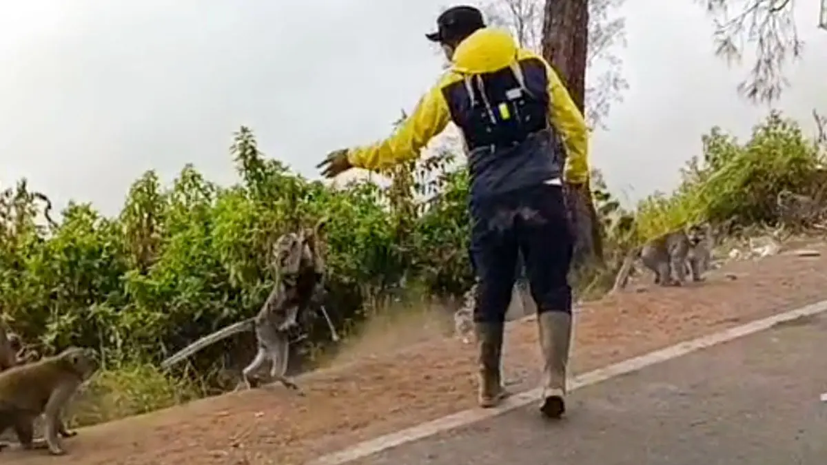 TERGERAK MEMBANTU: Jono saat memberi makan monyet yang terimbas kebakaran Bromo di kawasan jalan menuju Pusung Dhuwur, Wonokitri, Kecamatan Tosari, Kabupaten Pasuruan. (Mokhamad Zubaidillah/ Radar Bromo)