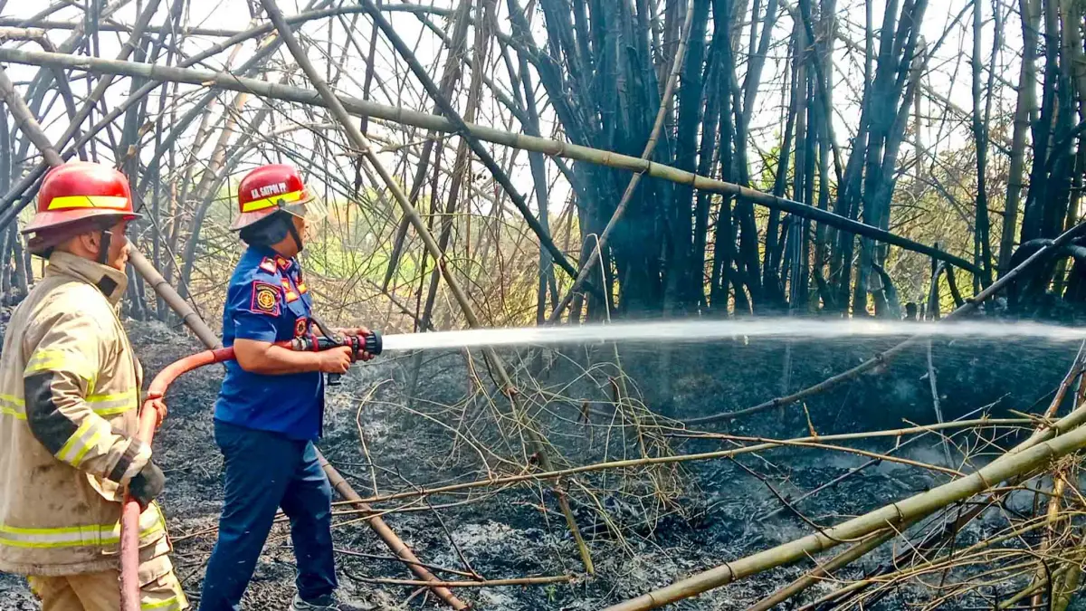 HANGUS: Tim Damkar&nbsp;Kabupaten Probolinggo memadamkan&nbsp;api yang&nbsp;melalap rumpun bambu di Desa Tamansari, Kecamatan Dringu.&nbsp;(DAMKAR FOR JAWA POS RADAR BROMO)