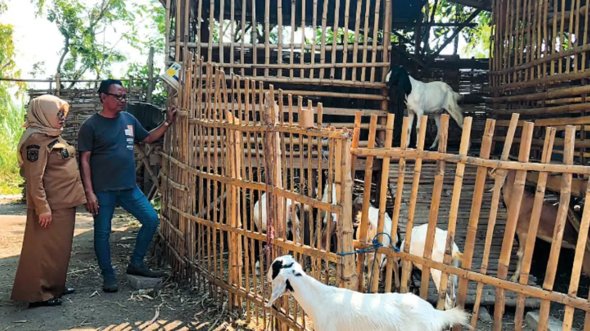 PRODUKTIF: Kepala BPD Desa Curahdringu Sugiono bersama Kepala Desa Curahdringu Tiyayah memantau kambing Program Ketahanan Pangan di Dusun Krajan Tengah, Desa Curahdringu.