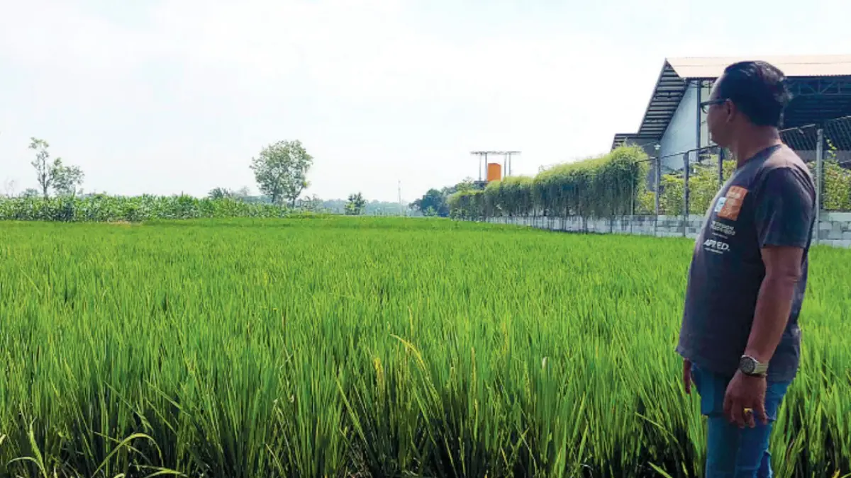 SUBUR: Kepala BPD Desa Curahdringu Sugiono melihat sawah yang dikelola BUMDes Curahdringu, Desa Curahdringu, Kecamatan Tongas. (INNEKE AGUSTIN/JAWA POS RADAR BROMO)