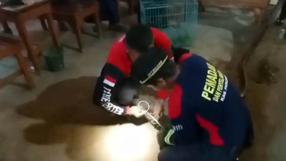 AMANKAN: Petugas Damkar Kabupaten Pasuruan saat berusaha untuk mengamankan ular yang membuat pengunjung kedai waswas. (Damkar Kab Pasuruan for Radar Bromo)