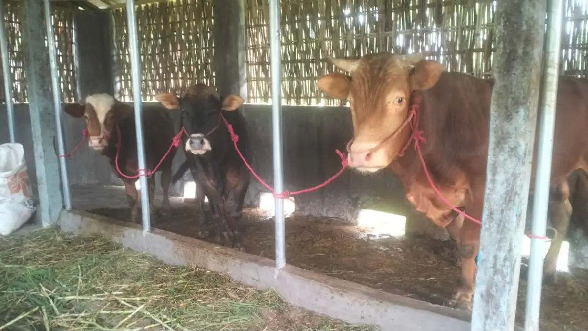 KETAHANAN PANGAN:&nbsp;Usaha peternakan sapi yang dikelola BUMDes Sumber Makmur di Dusun Mendek Wetan RT 5/RW 3. Usaha tersebut mulai berjalan sejak 2025.&nbsp;(Foto: Didik Purwanto/Jawa Pos Radar Bromo)