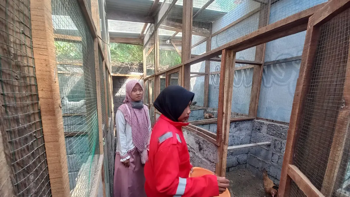 TERNAK: Ketua BUMDes Maju Bersama Annisa Mazroatul Ilmiyan Tita (kiri) mendampingin petugas memberi pakan ayam petelur milik Desa Sumendi, Kecamatan Tongas. (INNEKE AGUSTIN/JAWA POS RADAR BROMO)