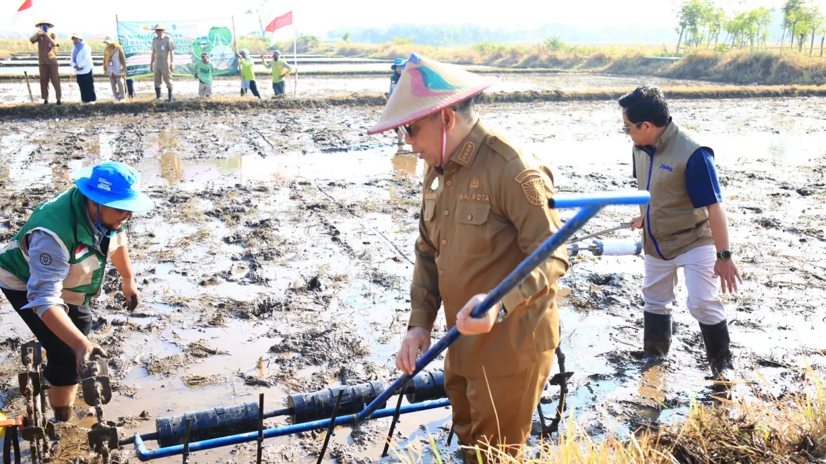 MENANAM: Wali Kota Probolinggo dr. Aminuddin turut menanam padi dengan sistem tanam benih langsung (tabela). (ARIF MASHUDI/JAWA POS RADAR BROMO)