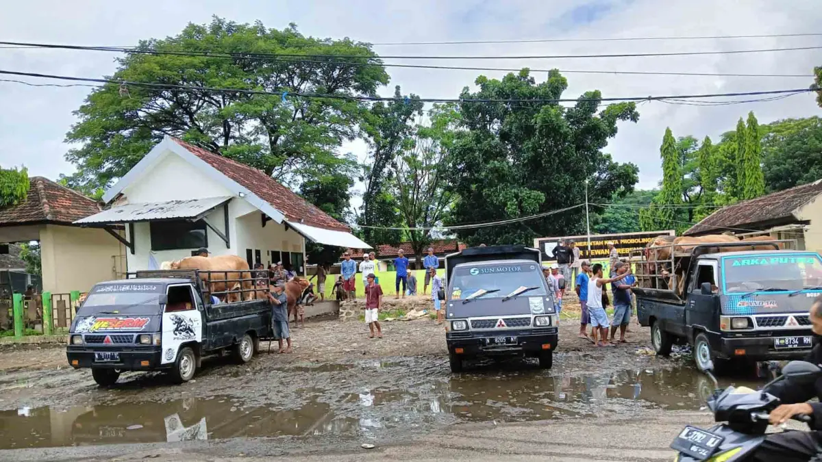 SEGERA DIPERBAIKI: Sejumlah pedagang dan pembeli sapi bertransaksi di Pasar Hewan Jrebeng Kidul, Kota Probolinggo.&nbsp;(ARIF MASHUDI/JAWA POS RADAR BROMO)