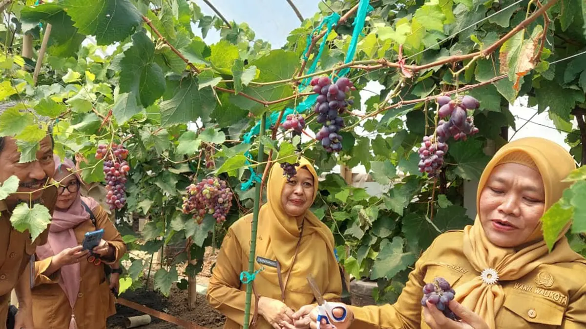 RANUM: Wakil Wali Kota Probolinggo Ina Dwi Lestari memetik anggur di kebun anggur area kantor DKPPP Kota Probolinggo, Rabu (2/9). (ARIF MASHUDI/JAWA POS RADAR BROMO)