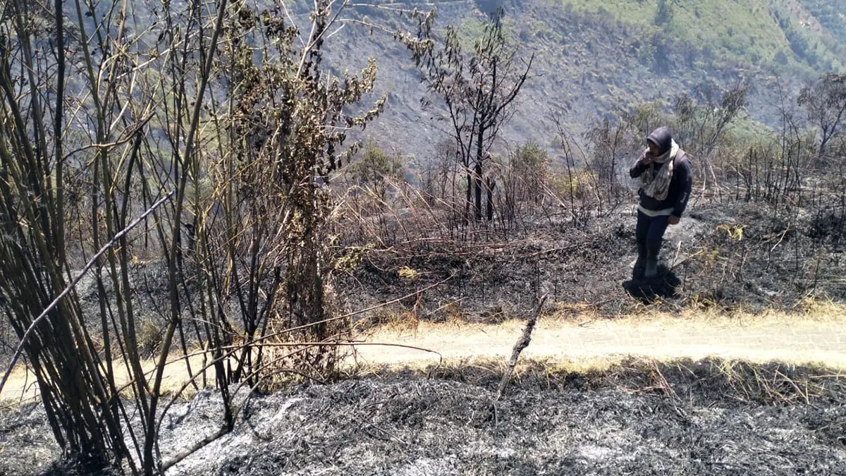 PADAM: Kepala Resor Pemangkuan Hutan (KRPH) Wonokerso, Wiwit di lokasi kebakaran hutan dan lahan di Desa Wonokerso, Sumber, Kabupaten Probolinggo, Sabtu (5/9) siang.