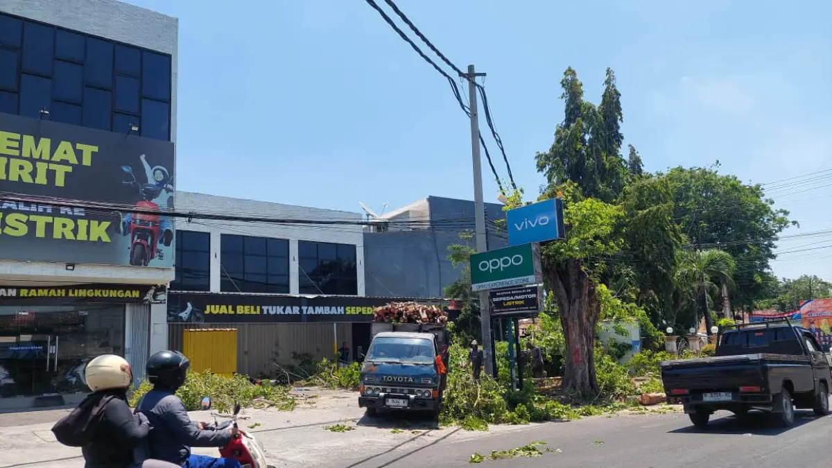 DITEBANG: Sejumlah petugas dari DLH Kota Probolinggo, menebang pohon perindangan di Jalan HOS Cokroaminoto, Kota Probolinggo.&nbsp;(ARIF MASHUDI/JAWA POS RADAR BROMO)