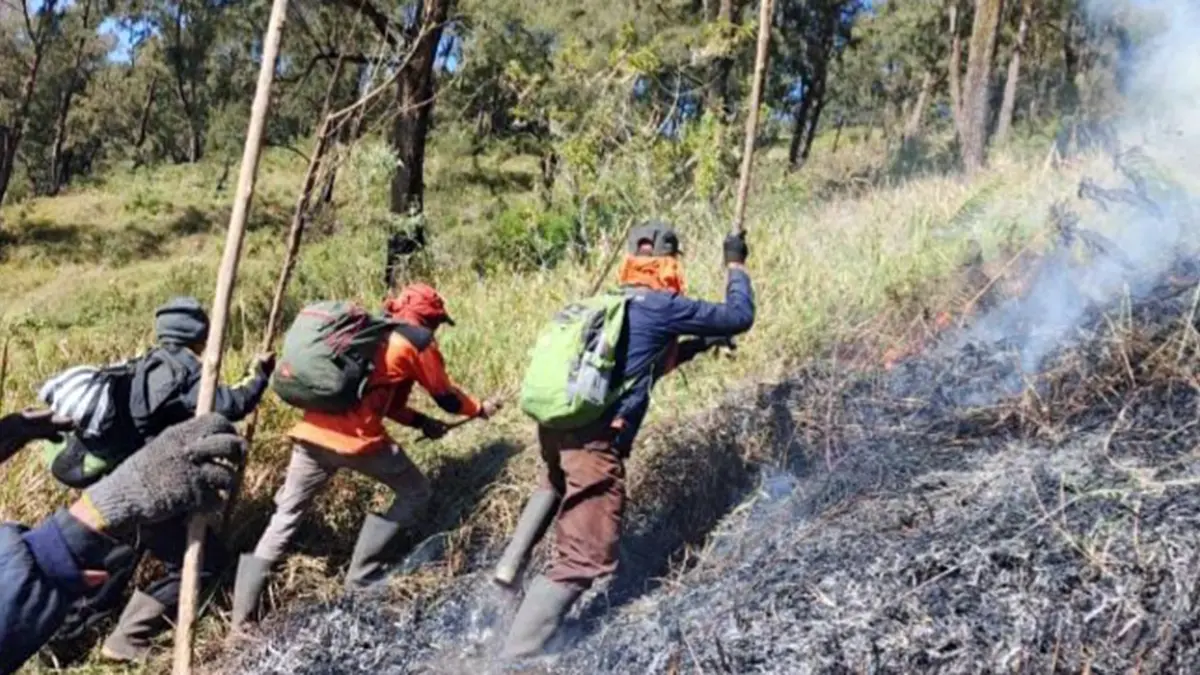 Petugas dan relawan berupaya memadamkan api di kawasan Bromo dengan cara digebyok.