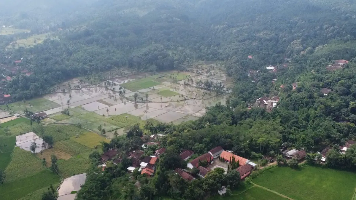 TANAM PADI: Sejumlah lahan pertanian di Desa Ranon, Kecamatan Pakuniran, ditanami padi. (FAHREZA NURAGA/JAWA POS RADAR BROMO)
