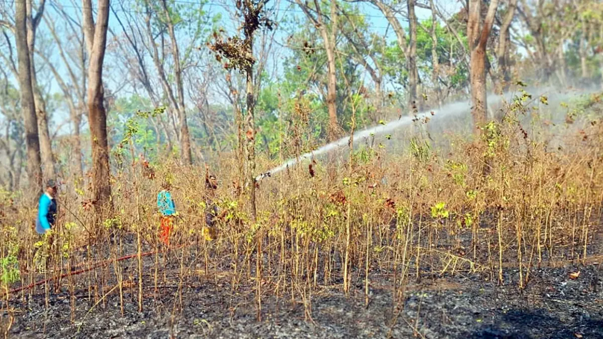 MENGEPUL:  Kebakaran di Petak 49Z RPH Condong, Desa Betek, Kecamatan Krucil membakar 0,75 hektare lahan, Jumat (25/9) sore.