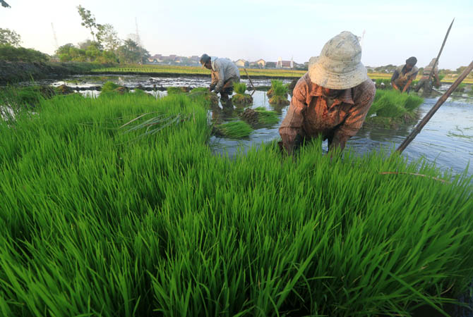 Sejumlah petani sedang mencabut bibit padi yang hendak ditanam di area sawah bekas terdampak banjir di Desa Sambirejo, Kecamatan Rejoso, Kabupaten Pasuruan, Minggu (30/6) sore. Catatan Dinas Pertanian setempat menyebutkan terdapat 188 hektar sawah terimba