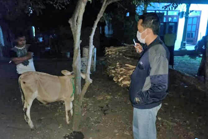 SUDAH DIKEMBALIKAN: Sapi milik Sayuti yang dini hari kemarin sempat dicuri, namun berhasil digagalkan, Selasa (27/10) dini hari. (Foto Istimewa)