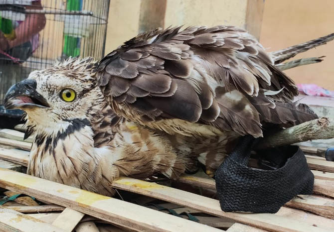 TERLUKA: Burung Elang Sikep Madu Asia yang terjatuh dan terluka. Burung ini diselamatkan warga di Krucil. (Foto: Istimewa)