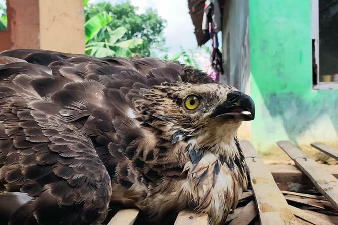 LUKA KRONIS: Burung elang Sikep Madu Asia yang sempat diselamatkan warga di Krucil. (Foto: Istimewa)