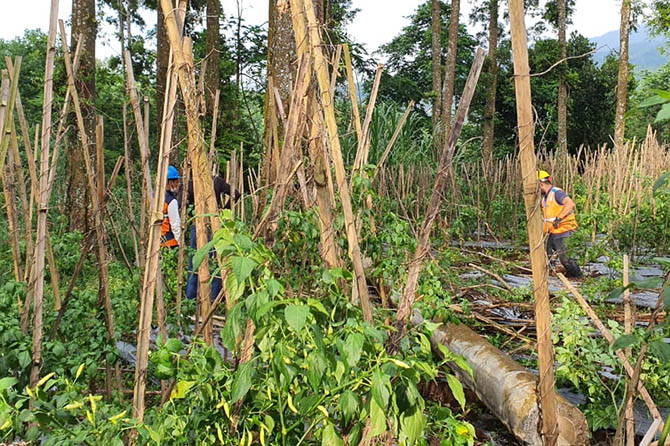 EVAKUASI: Petugas PLN mengevakuasi tiang listrik yang patah di Desa Watupanjang, Kecamatan Krucil, akibat tertimpa pohon. (Foto: Istimewa)