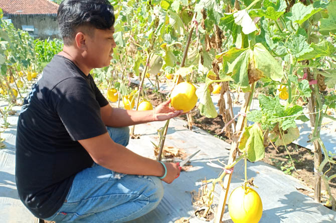 TANPA KIMIA: Hasan memperlihatkan beberapa buah melon yang siap petik. (Foto: Ridhowati Saputri/Jawa Pos Radar Bromo)