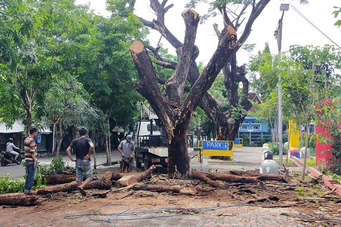 POTONG: Sejumlah pekerja memotong salah satu pohon besar di Alun-alun Kraksaan, Kabupaten Probolinggo. Sejumlah pohon ini dipangkas untuk mencegah terjadinya pohon tumbang dan menjaga keselamatan pengunjung. (Agus Faiz Musleh/Jawa Pos Radar Bromo)