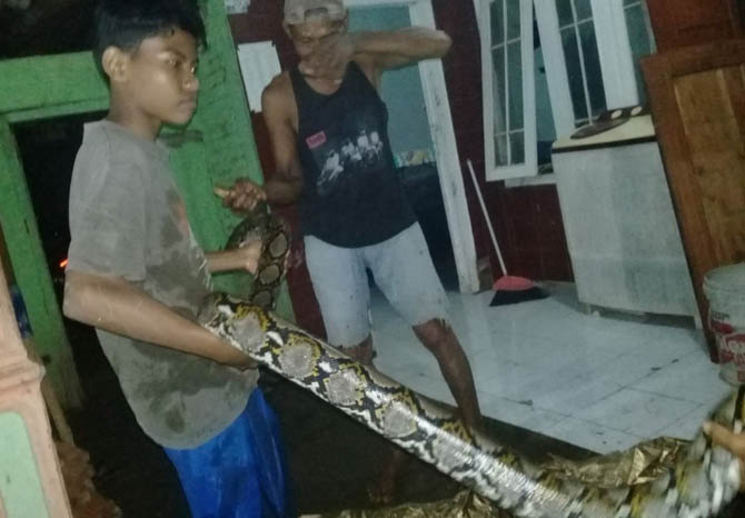 MASUK PERMUKIMAN: Ular sepanjang 4 meter yang ditemukan warga Desa Sekarputih, usai banjir surut, Minggu (10/1) lalu. (Foto: Istimewa)