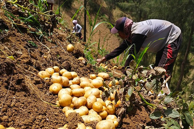 STOK MENIPIS: Petani kentang di Wonokitri, Kecamatan Tosari, saat panen kentangnya beberapa waktu lalu. Saat ini harga kentang di wilayah setempat mulai naik setelah sempat anjlok di akhir tahun lalu. (Mukhamad Rosyidi/Radar Bromo)