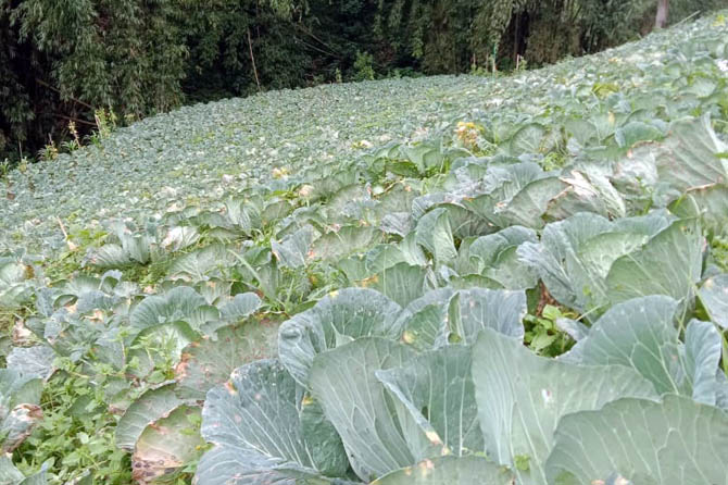 HIJAU: Sejumlah kubis di kebun kawasan Tosari. Sempat anjlok di akhir tahun, harga kubis kini kembali tinggi. (Dok Pribadi for Jawa Pos Radar Bromo)