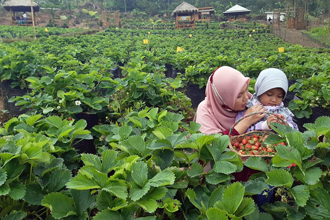 PETIK LANGSUNG: Seorang pengunjung bersama anaknya memetik stroberi di Kebun Stroberi Pancen Rejo, Desa Sapikerep, Kecamatan Sukapura, Sabtu (6/3). (Arif Mashudi/Jawa Pos Radar Bromo)