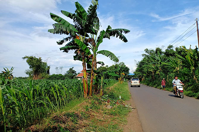 MASIH JAGUNG: Sejumlah warga melintas di jalan raya sekitar lahan pertanian di Kecamatan Bantaran, Kabupaten Probolinggo. Sejauh ini, banyak petani yang belum berani menanam cabai rawit meski harganya mahal. (Ridhowati Saputri/Jawa Pos Radar Bromo)