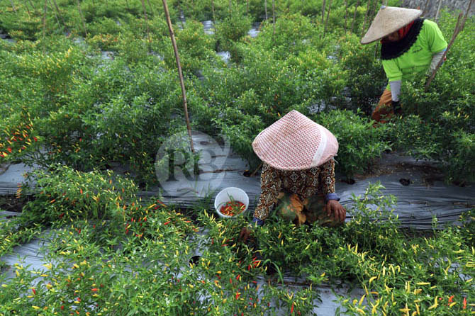 PANEN: Petani di Desa/Kecamatan Rembang memetik cabai rawit di sawahnya saat pergantian musim beberapa waktu lalu. Harga cabai di Pasuruan kini melonjak. (Foto: M Zubaidillah/Jawa Pos Radar Bromo)